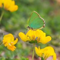 Green Hairstreak 1 